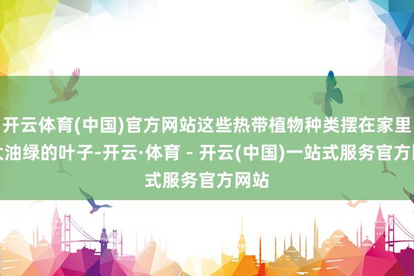 开云体育(中国)官方网站这些热带植物种类摆在家里宽大油绿的叶子-开云·体育 - 开云(中国)一站式服务官方网站